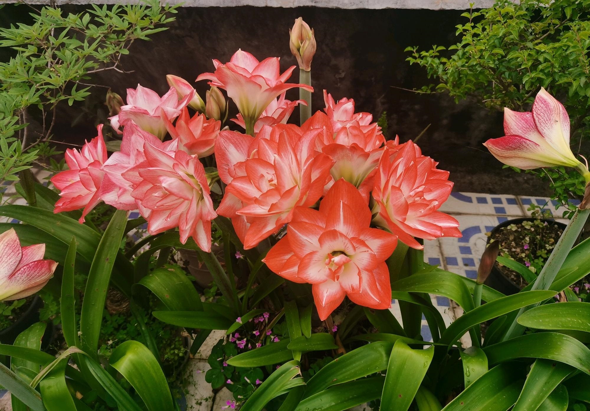 就选"花孔雀",又美又仙,丰花勤花,新手也能养|朱顶红|花孔雀|球根花卉