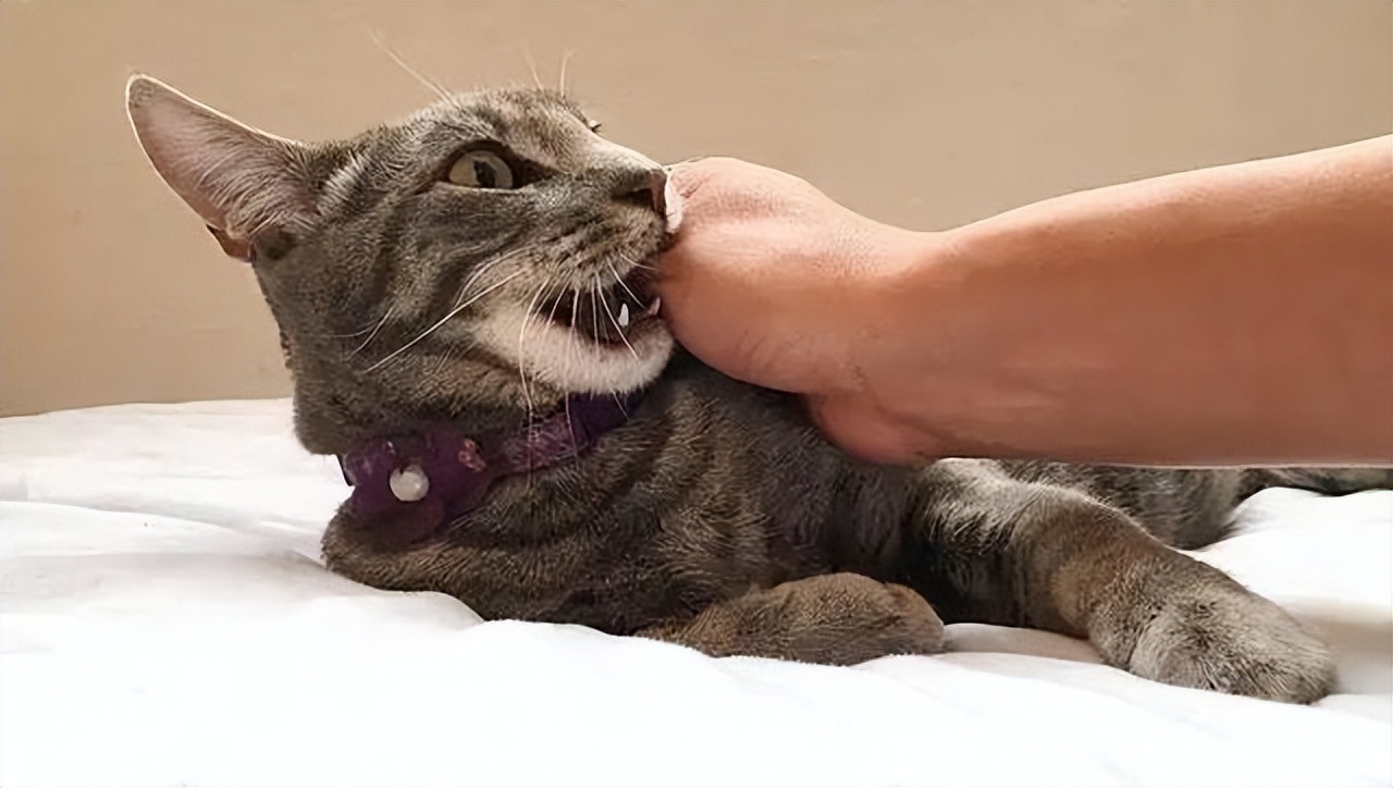 猫咪咬人的真实原因:"玩耍性攻击"