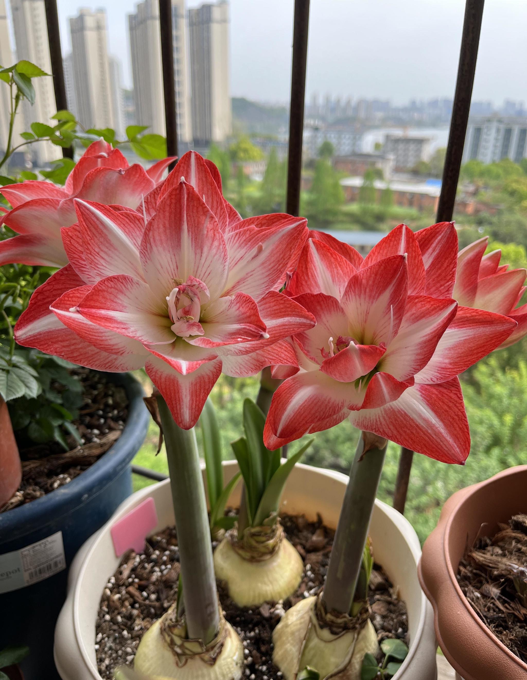 就选"花孔雀",又美又仙,丰花勤花,新手也能养|朱顶红|花孔雀|球根花卉