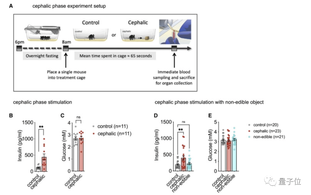减肥人士要哭：食物不吃看看也不行，因为你的大脑会发炎休闲区蓝鸢梦想 - Www.slyday.coM