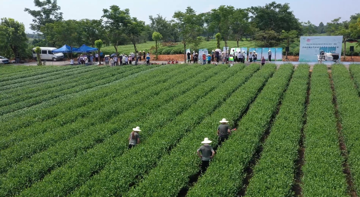交流会现场演示手持采茶机. 中国农业科学院茶叶研究所供图