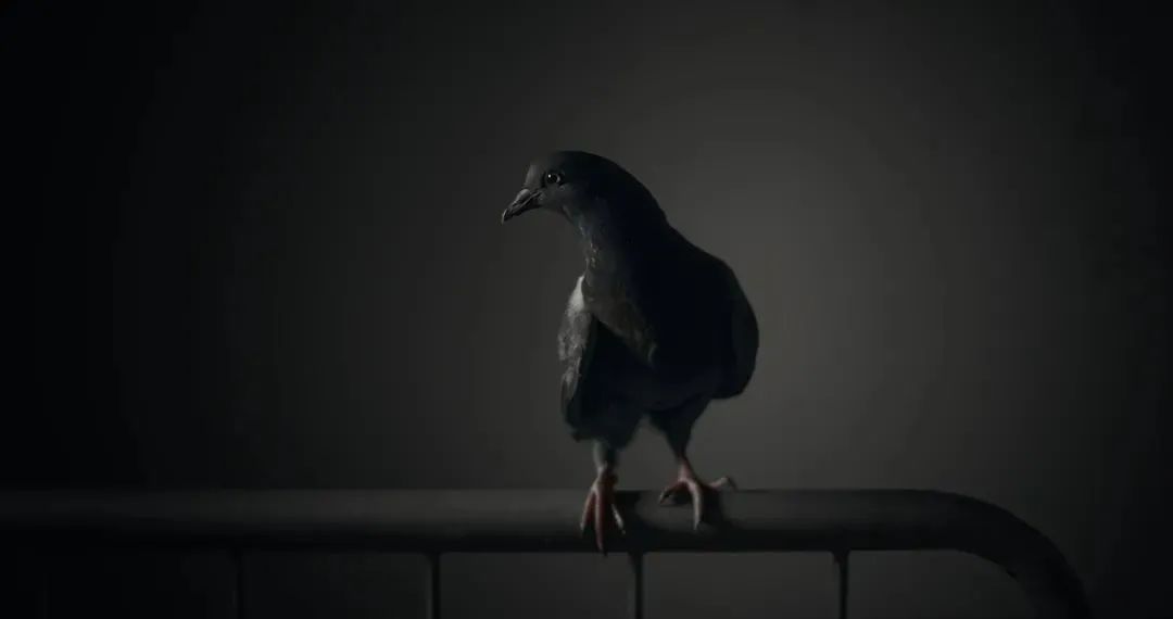 《信鴿》，阿岱爾·阿德斯梅