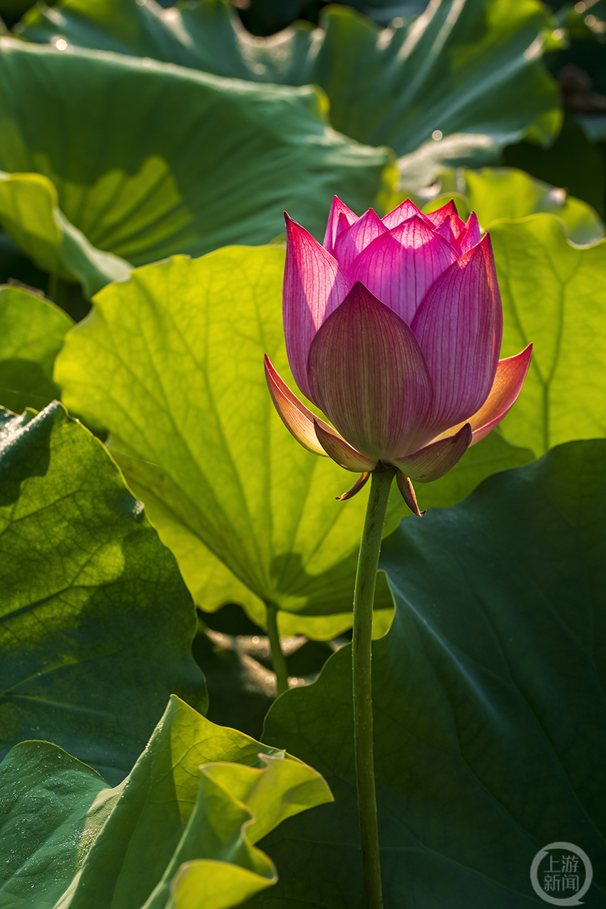 开心一夏147上游主题摄影征稿作品展杨锐作品