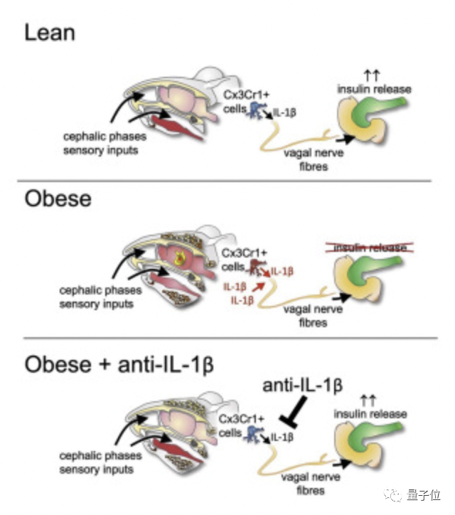 减肥人士要哭：食物不吃看看也不行，因为你的大脑会发炎休闲区蓝鸢梦想 - Www.slyday.coM