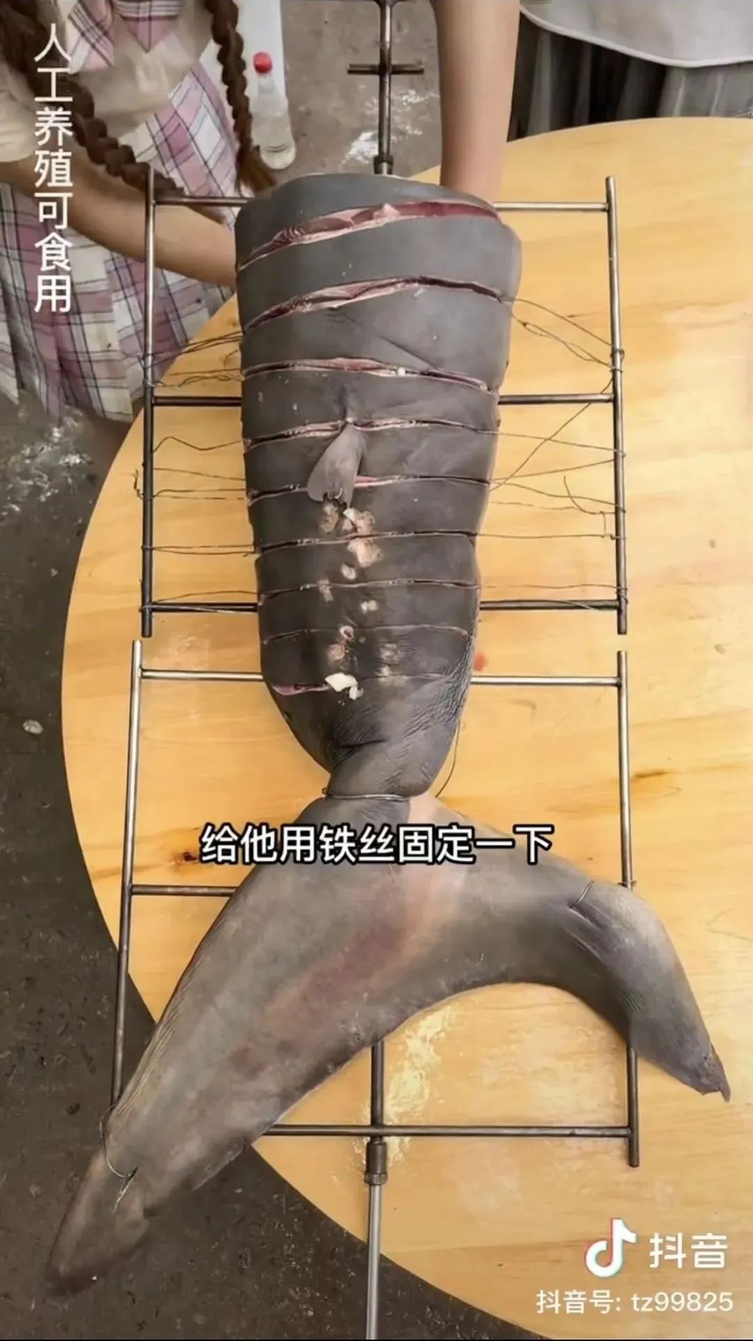 网红主播吃大白鲨？这可太“刑”了！休闲区蓝鸢梦想 - Www.slyday.coM