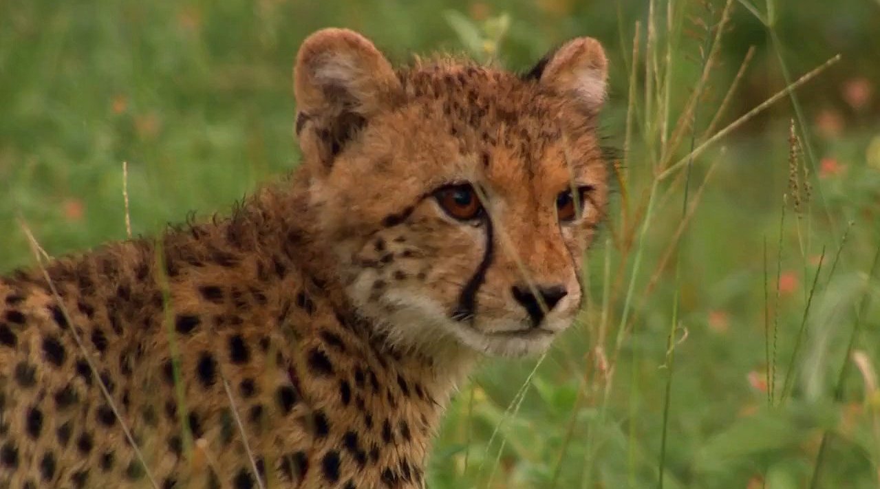 小猎豹受伤 a cheetah cub wounded