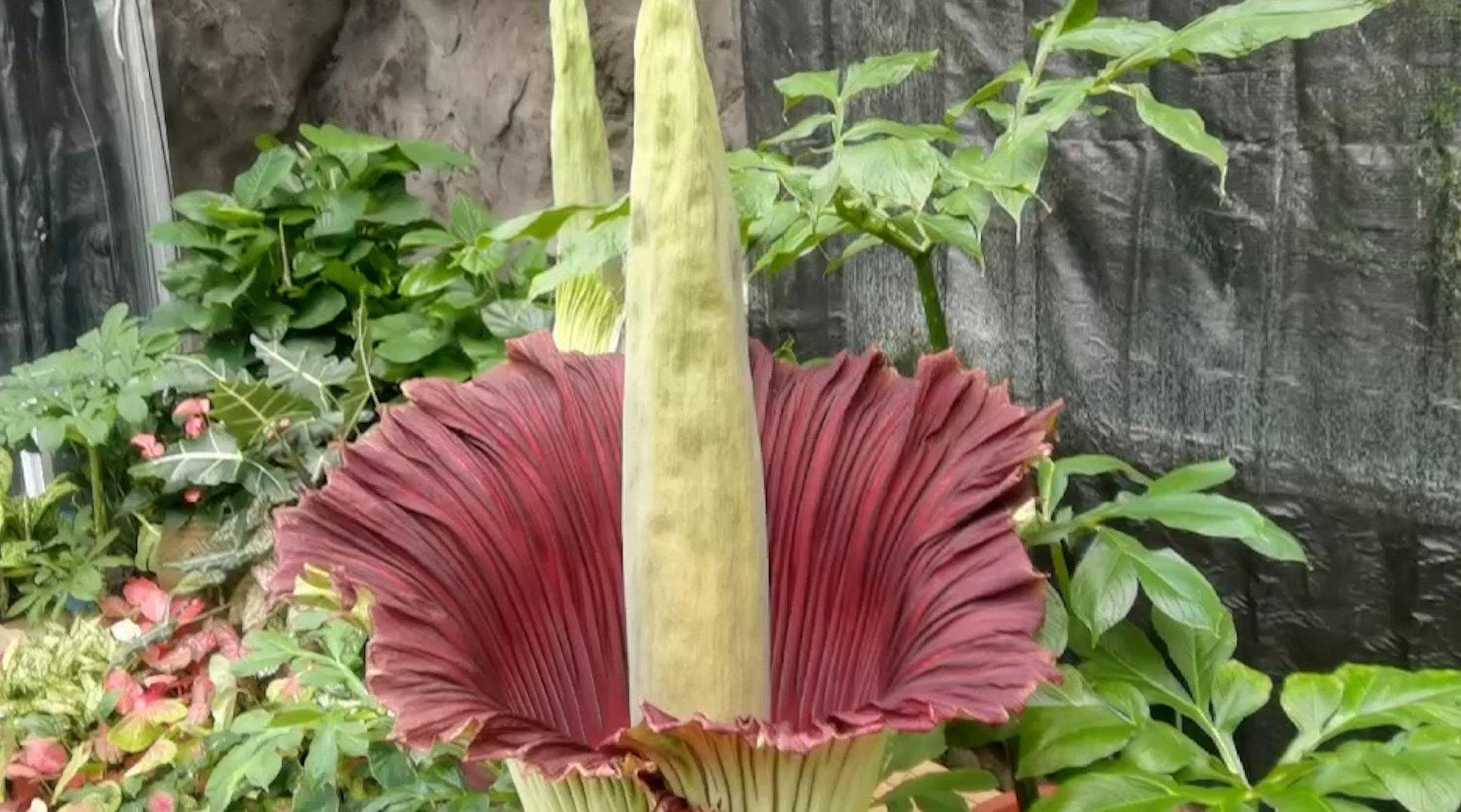 巨魔芋在国家植物园开花 系世界珍稀濒危植物三大旗舰种之一 今明两天