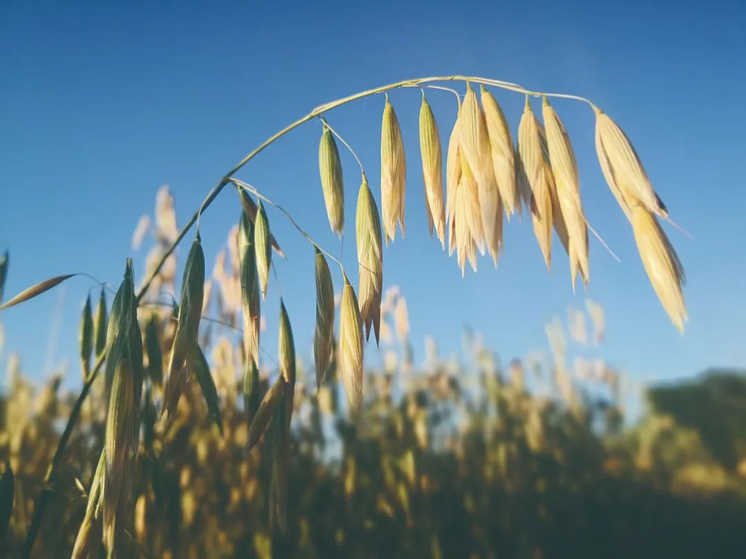 裸燕麦(莜麦)&nbsp; &nbsp; &nbsp; 受访者供图