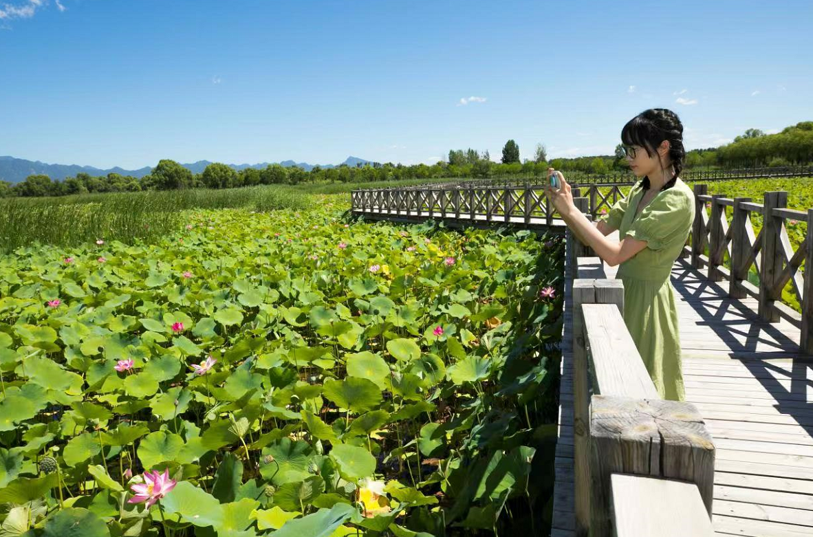 荷叶田田青照水,野鸭湖荷花胜景别样美|野鸭湖|荷花|田田_新浪新闻