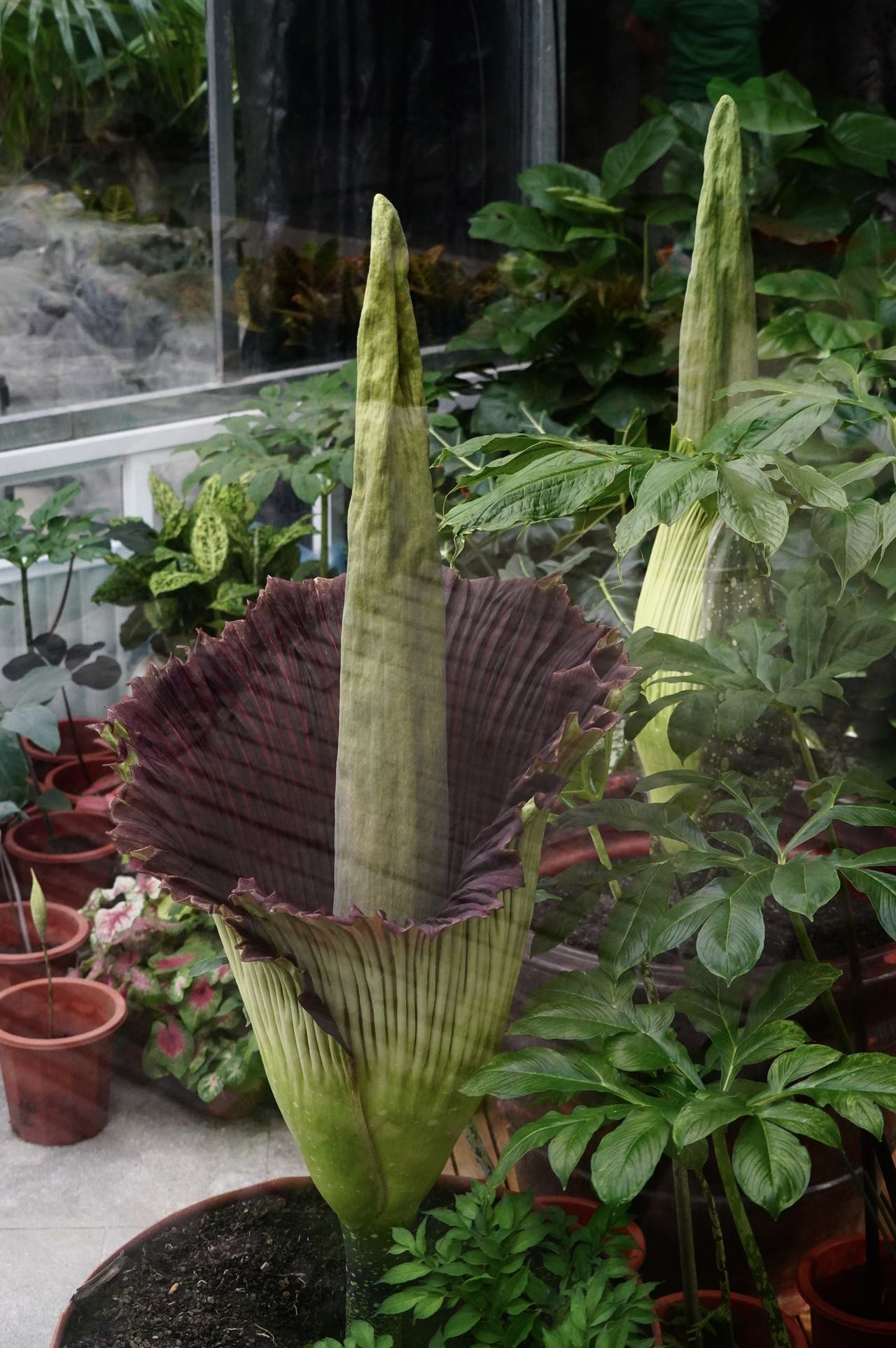 濒危旗舰植物巨魔芋绽放国家植物园为世界首次实现群体开花