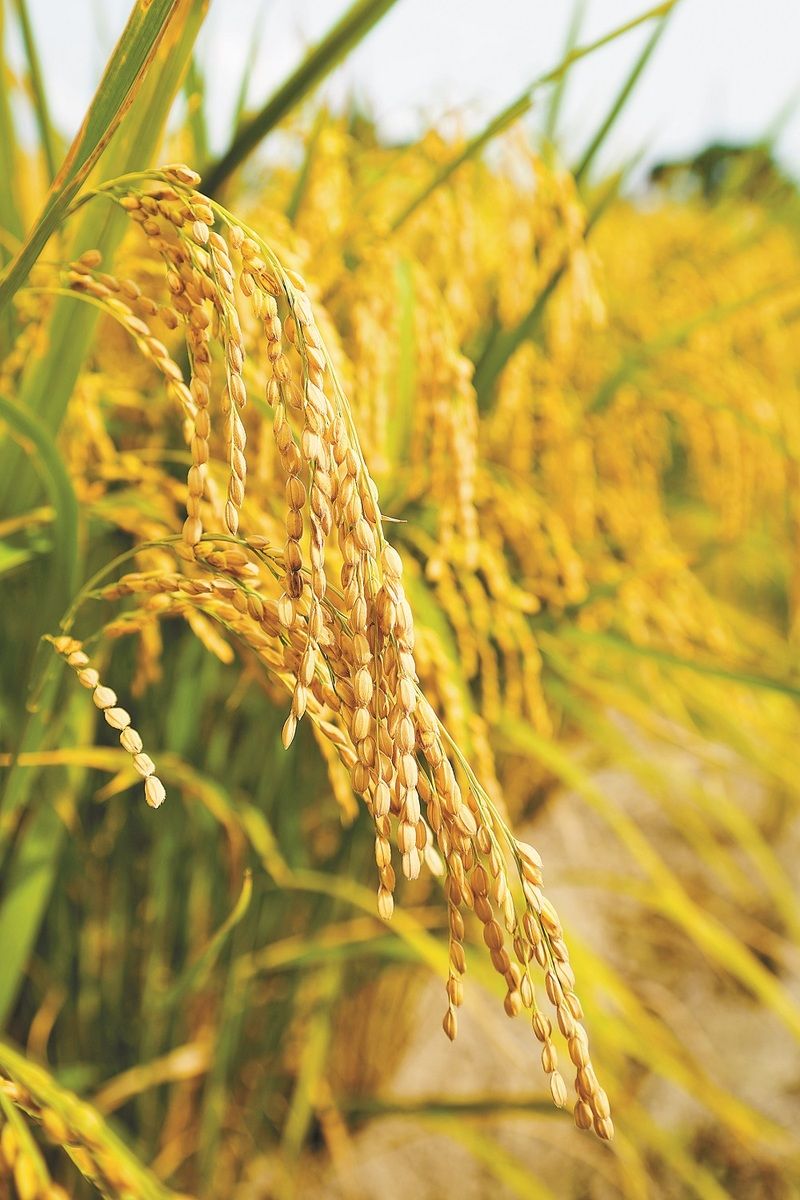 稻田里,沉甸甸的稻穗压弯了稻秆.