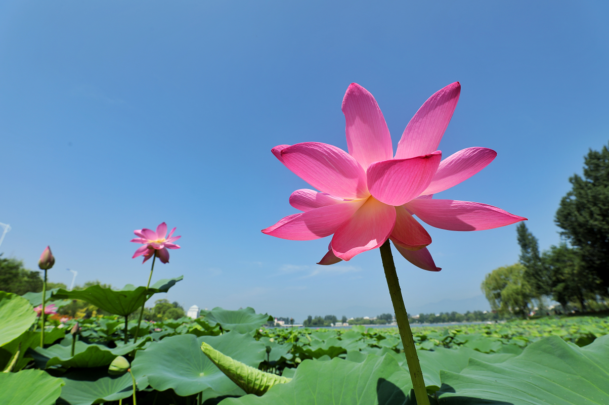 荷叶田田青照水,野鸭湖荷花胜景别样美|野鸭湖|荷花|田田_新浪新闻