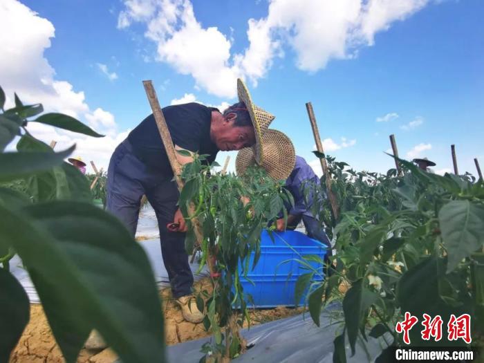 浙江山区县探索 共富菜园 乡贤畅通销售渠道促农增收 浙江省 新浪财经 新浪网