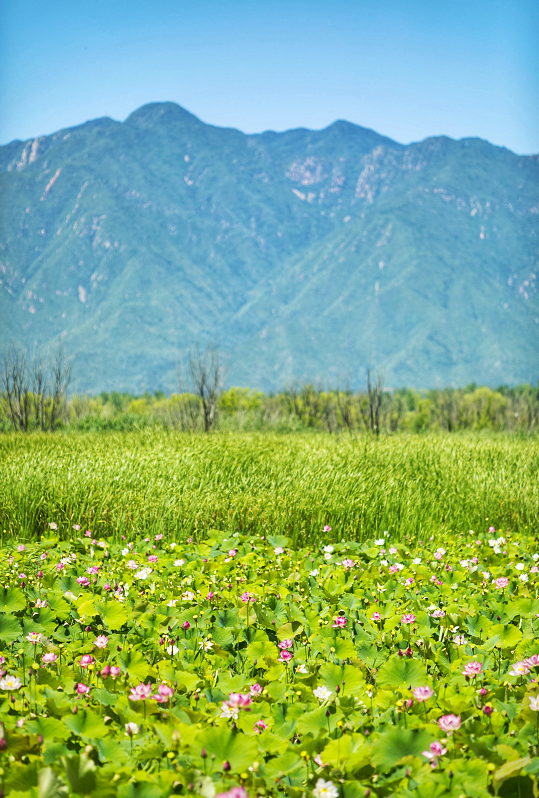 荷叶田田青照水,野鸭湖荷花胜景别样美|野鸭湖|荷花|田田_新浪新闻