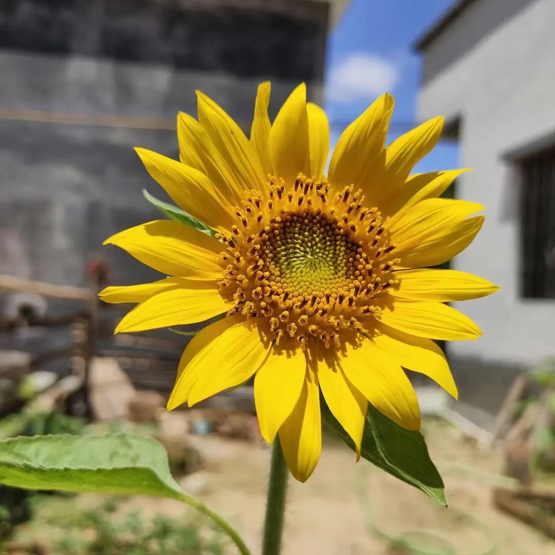 梁铁心种的向日葵。