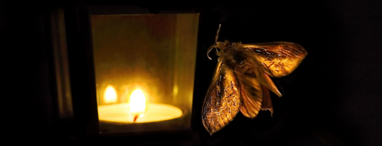 在《西游记》第二十七回中,唐僧道:"扫地恐伤蝼蚁命,爱惜飞蛾纱罩灯"