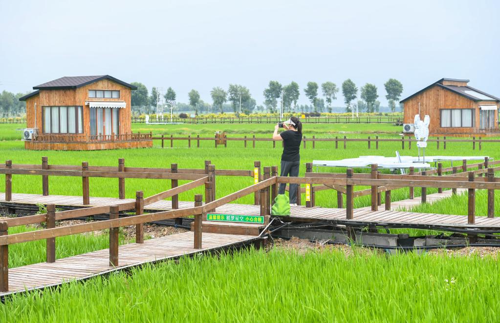 7月13日，游客在内蒙古兴安盟扎赉特旗的稻田民宿项目中拍照。新华社记者 彭源 摄