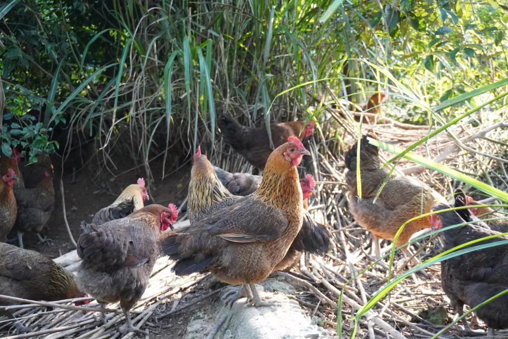 江西省崇仁县返乡创业青年戈阳平的养鸡场中,崇仁麻鸡在草丛中觅食.