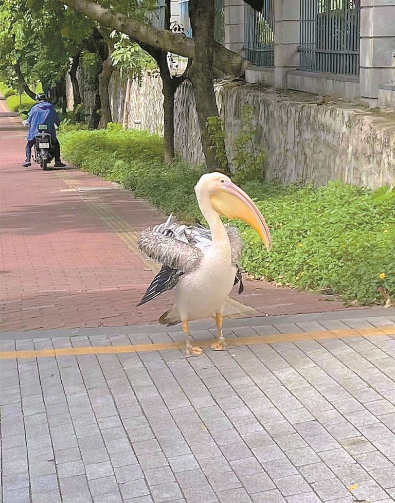 大憨鸟大摇大摆人行道上散步