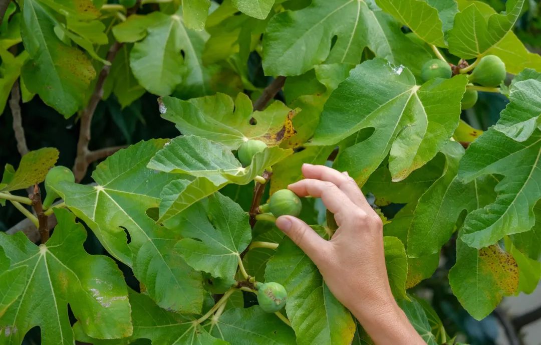 目前人工种植的无花果大多是自我授粉型,不会出现果实中有昆虫的情况