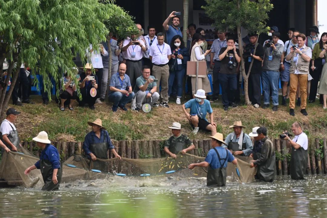 7月17日,外宾在浙江省湖州市南浔区和孚镇荻港村的桑基鱼塘观看捕鱼.