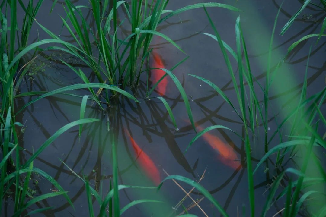 "稻鱼共生"系统方山核心保护区中的"青田田鱼".新华社记者 黄宗治 摄