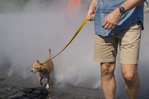 7月19日，在匈牙利布达佩斯，一条小狗和它的主人在一处公共加湿设施享受清凉的喷雾。（新华社发）