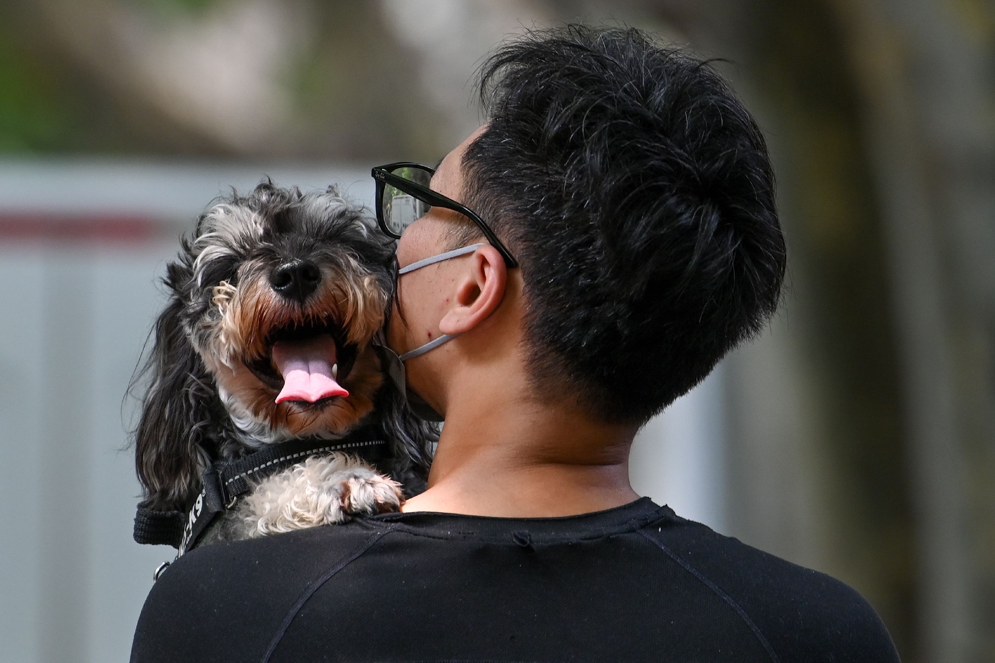 2022年7月20日,上海,小狗在吐舌头散热.澎湃新闻记者 朱伟辉 图