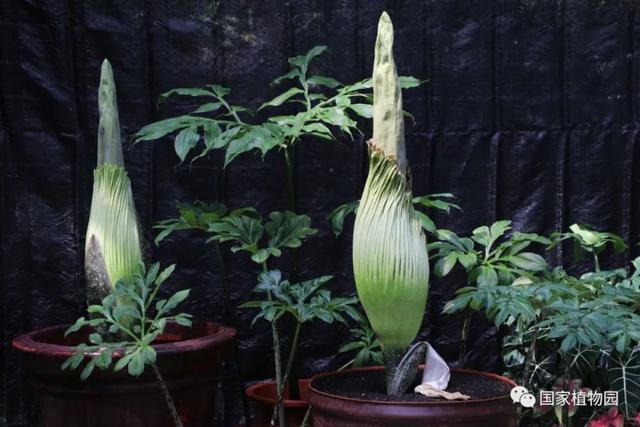 国家植物园巨魔芋世界首次实现群体开花休闲区蓝鸢梦想 - Www.slyday.coM