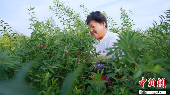 河北武邑千亩“高钙果”欧李结出致富果 亩收入近万元_手机新浪网