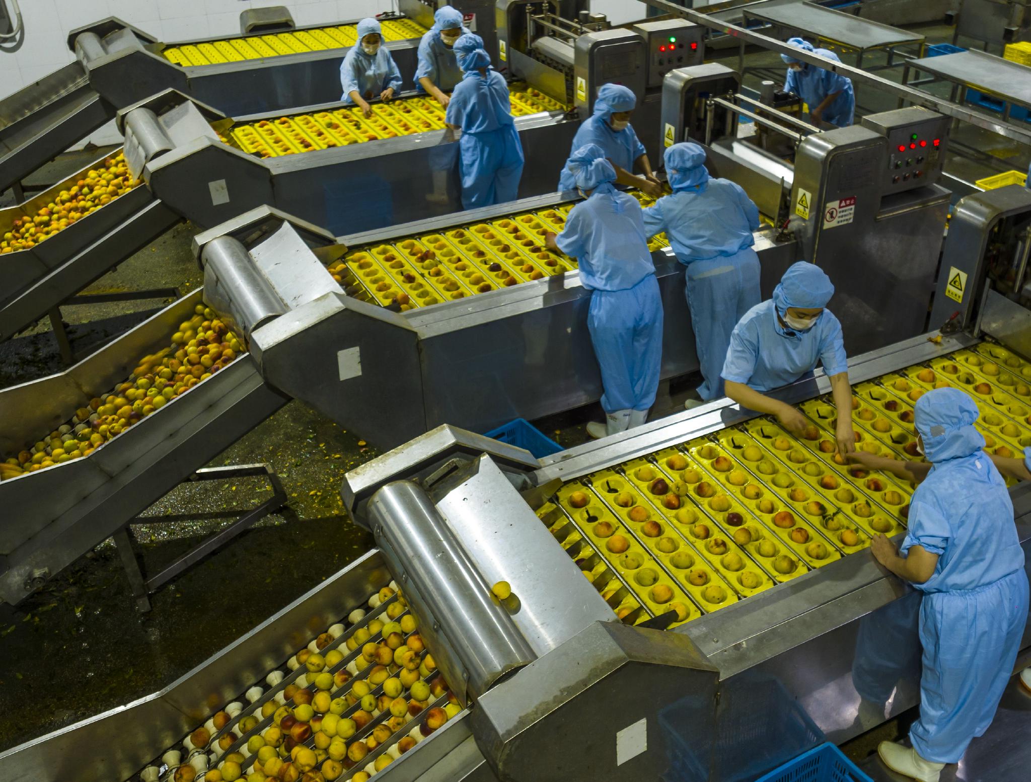 湖北秭归:黄桃出口加工忙|湖北省|农民|新华社_新浪新闻