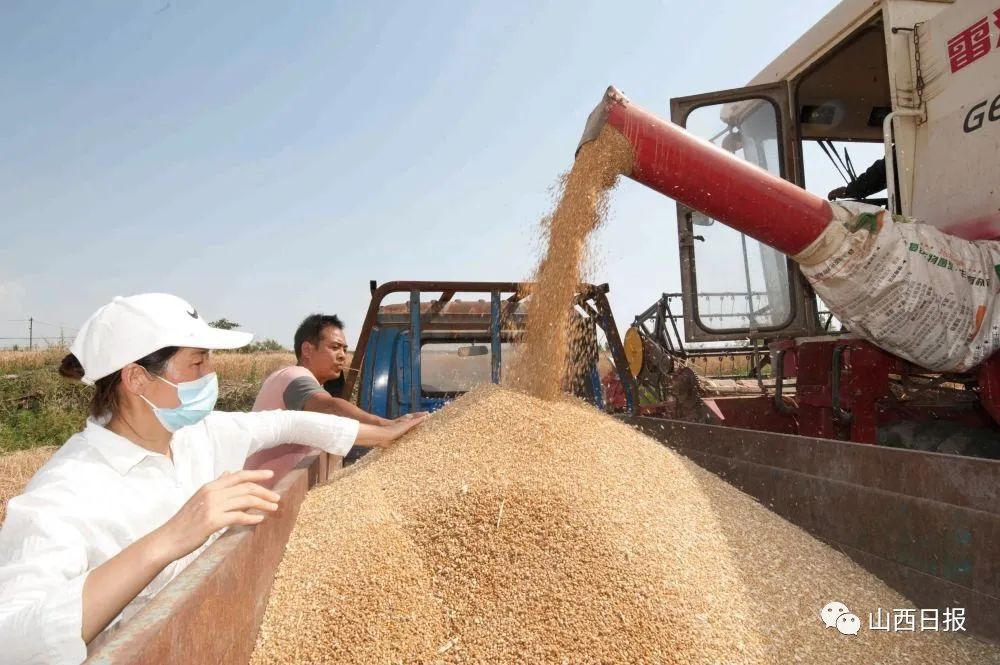 来之不易的好收成三晋大地稳粮夺丰收新观察