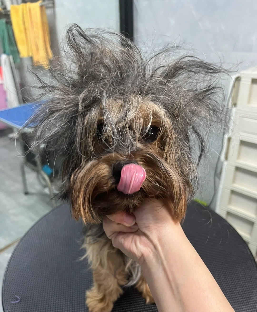 狗狗凭借发型火了一把网友这是切掉一块的蛋糕吧