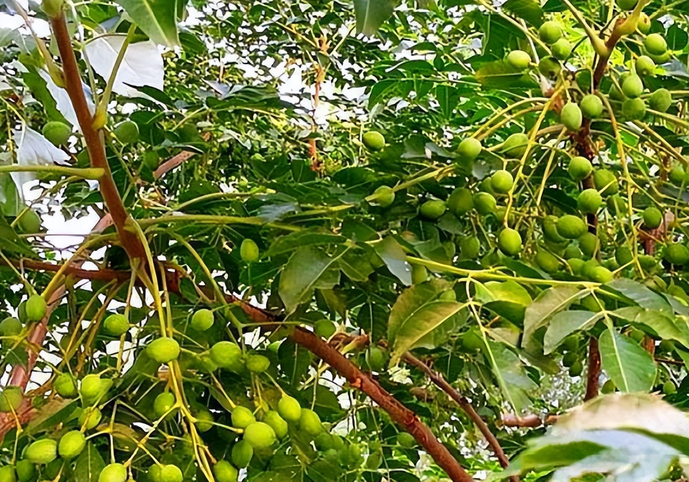 具有清热杀虫的作用苦楝树开的花还具有治痱子,杀跳蚤的作用苦楝子