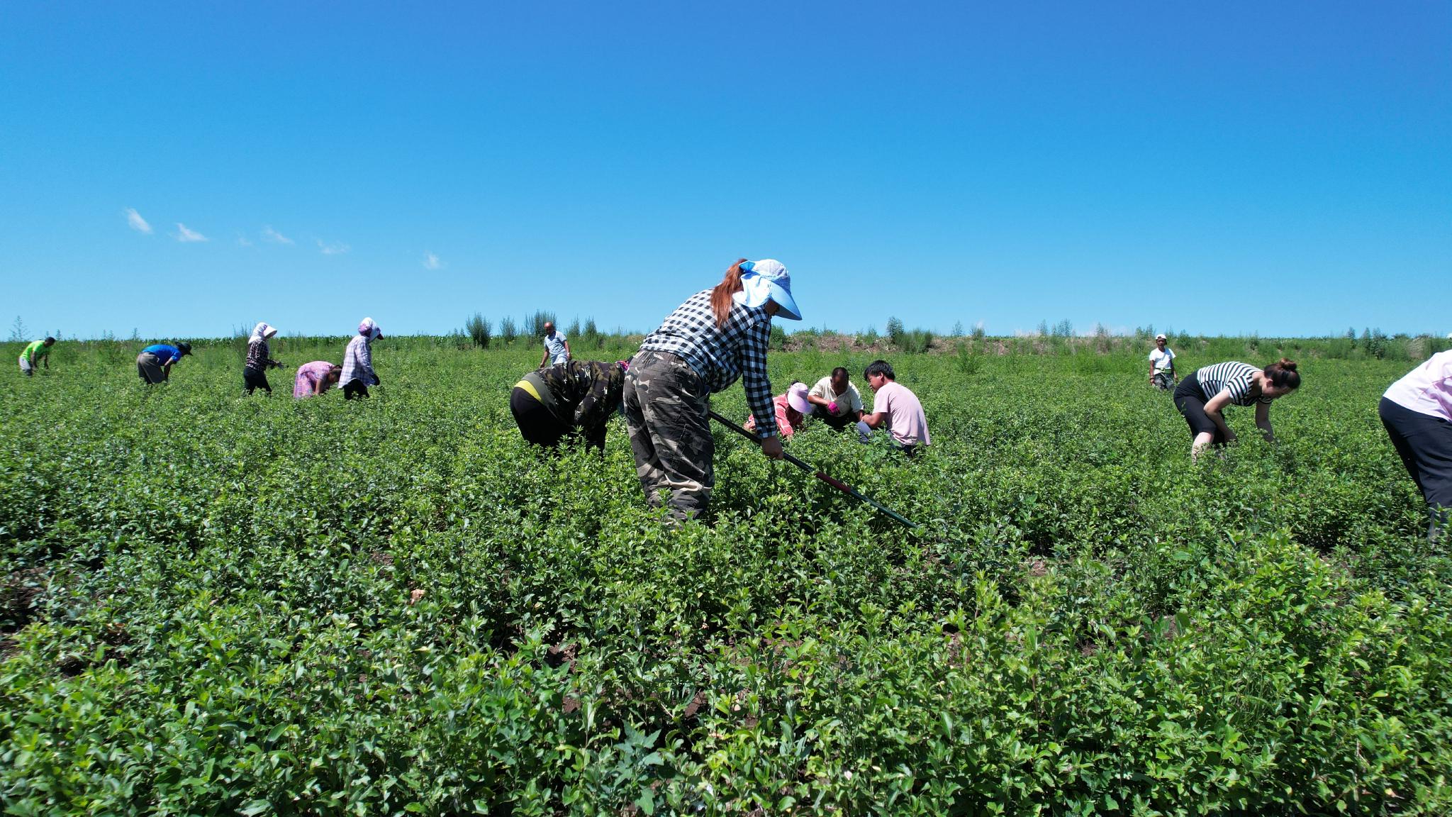 新林镇的村民正在去除药田里的杂草.