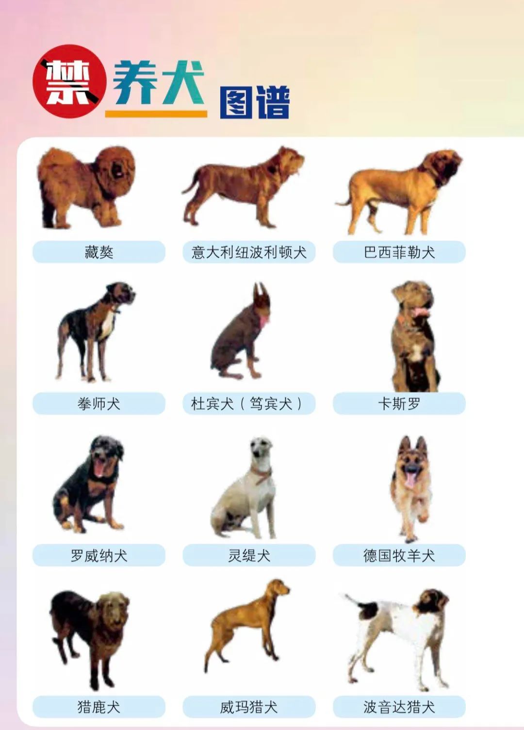 养犬人士请注意 这48种狗不能养 这些情况狗子没收 并处罚款 沈阳市 狗 新浪新闻