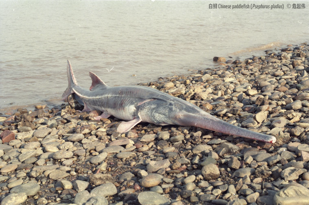 悲伤！长江白鲟被正式宣布灭绝休闲区蓝鸢梦想 - Www.slyday.coM