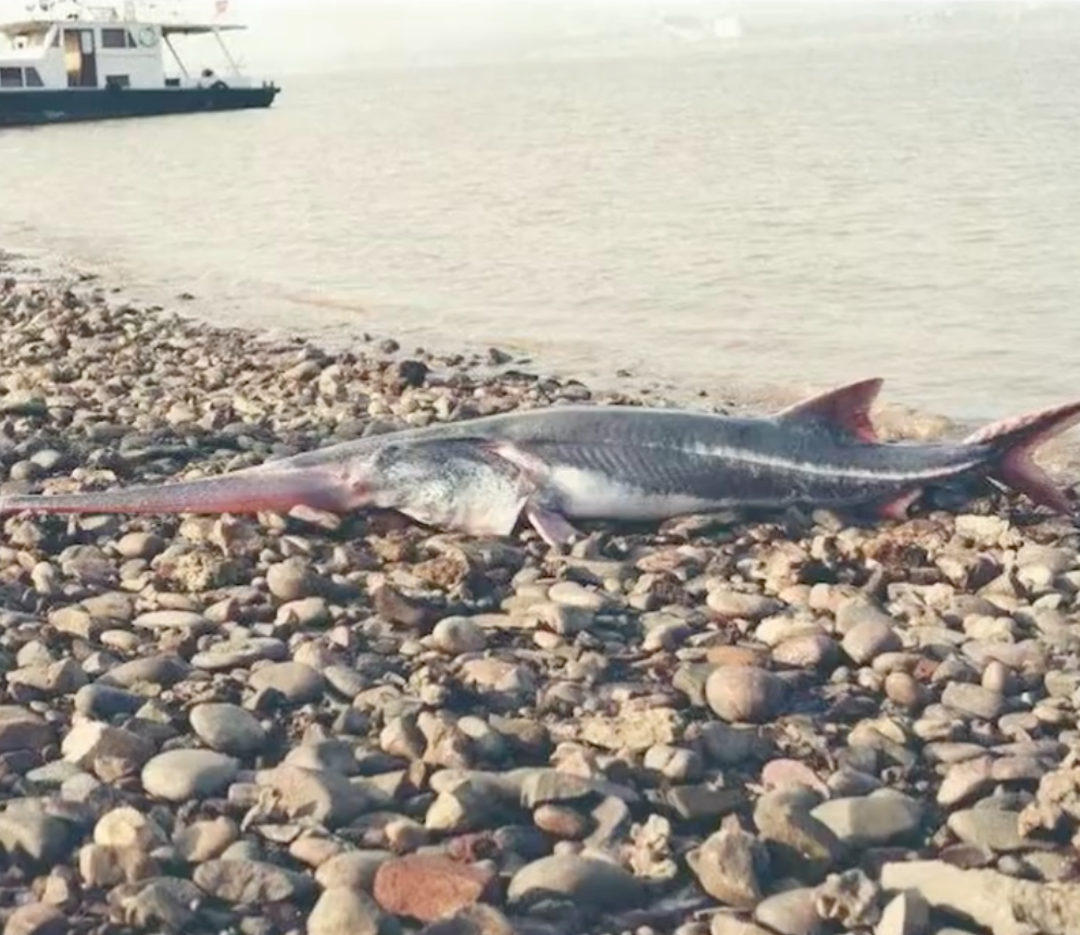 长江白鲟被正式宣布灭绝