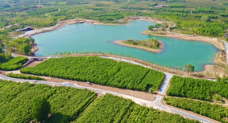 云游协同发展新地标丨千年秀林绿色先行铺展雄安底色