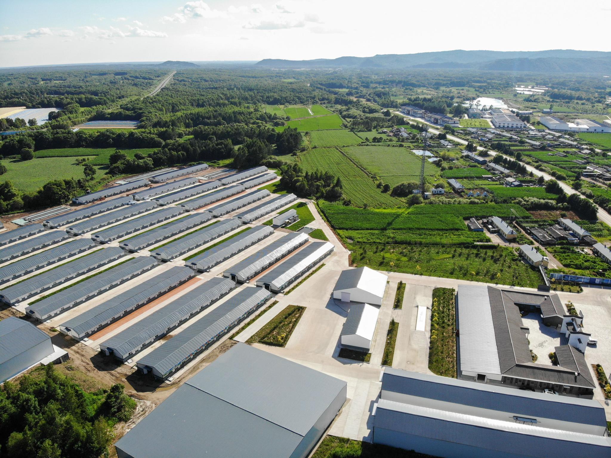 黑龙江湖羊养殖推动老林区产业升级