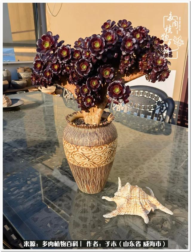 玫瑰法师缀紫霞仙子万圣节白锦青花瓷红叶法师香馥美姬疫情居家期间