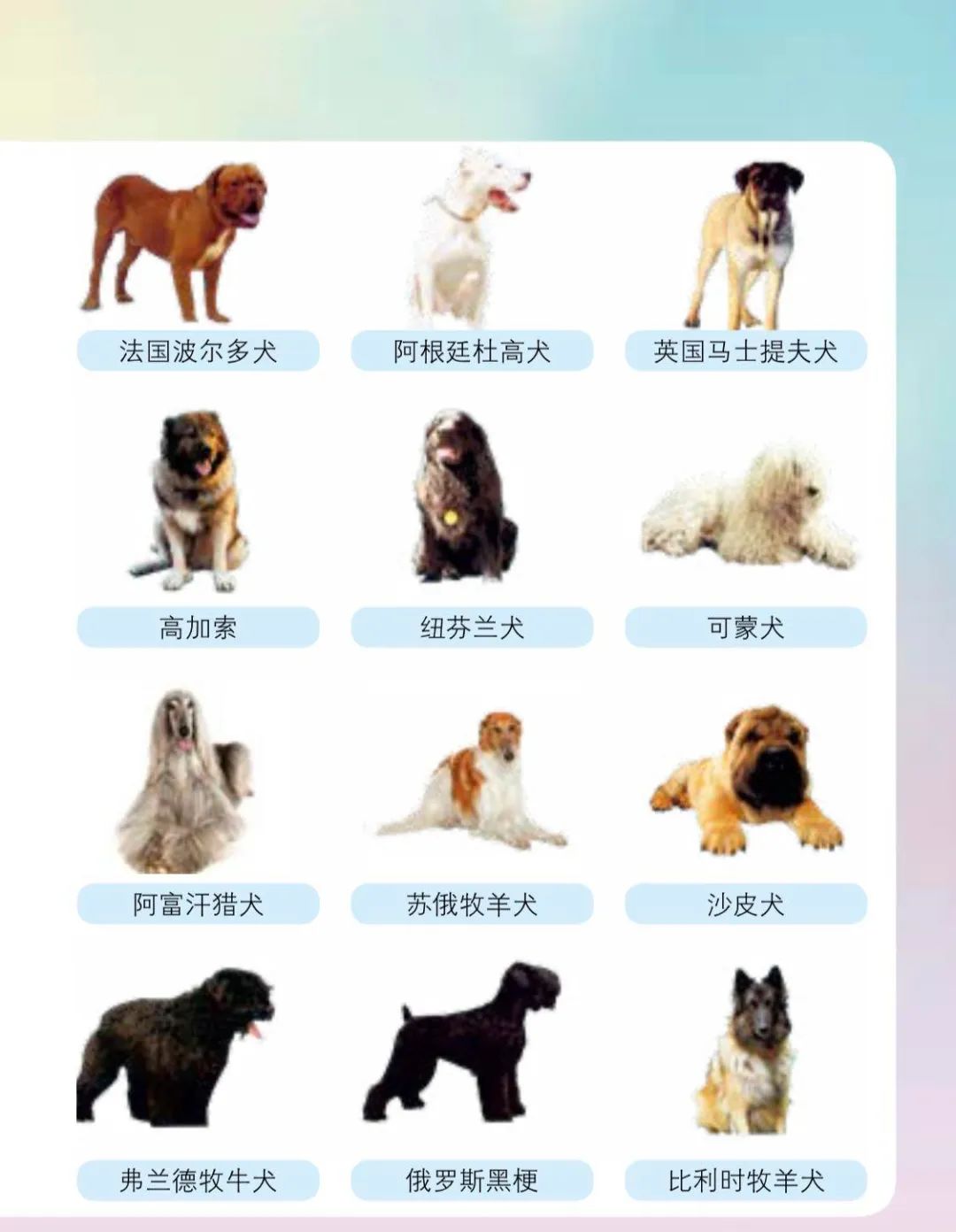 养犬人士请注意 这48种狗不能养 这些情况狗子没收 并处罚款 沈阳市 狗 新浪新闻 养犬人士请注意 这48种狗不能养 这些情况狗子没收 并处罚款 沈阳市 狗 新浪新闻