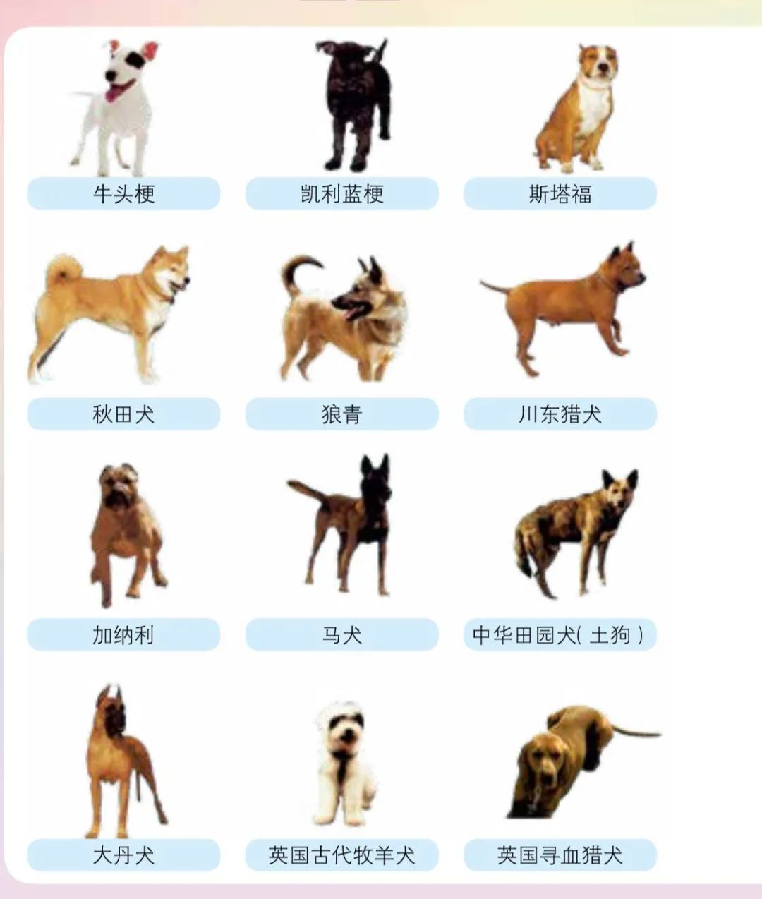 养犬人士请注意 这48种狗不能养 这些情况狗子没收 并处罚款 沈阳市 狗 新浪新闻 养犬人士请注意 这48种狗不能养 这些情况狗子没收 并处罚款 沈阳市 狗 新浪新闻