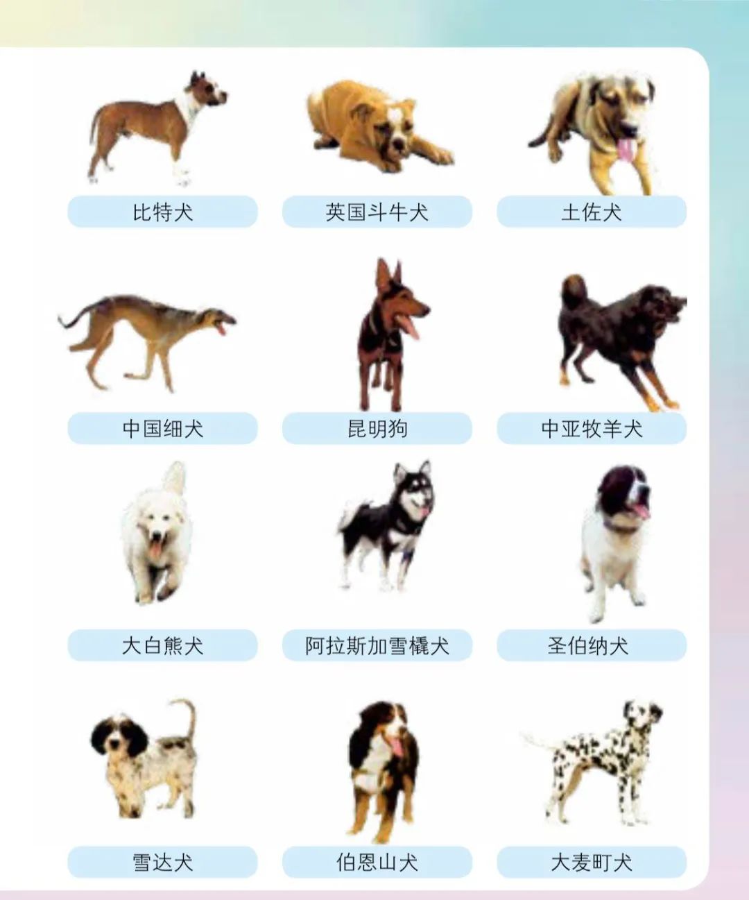 养犬人士请注意 这48种狗不能养 这些情况狗子没收 并处罚款 沈阳市 狗 新浪新闻 养犬人士请注意 这48种狗不能养 这些情况狗子没收 并处罚款 沈阳市 狗 新浪新闻