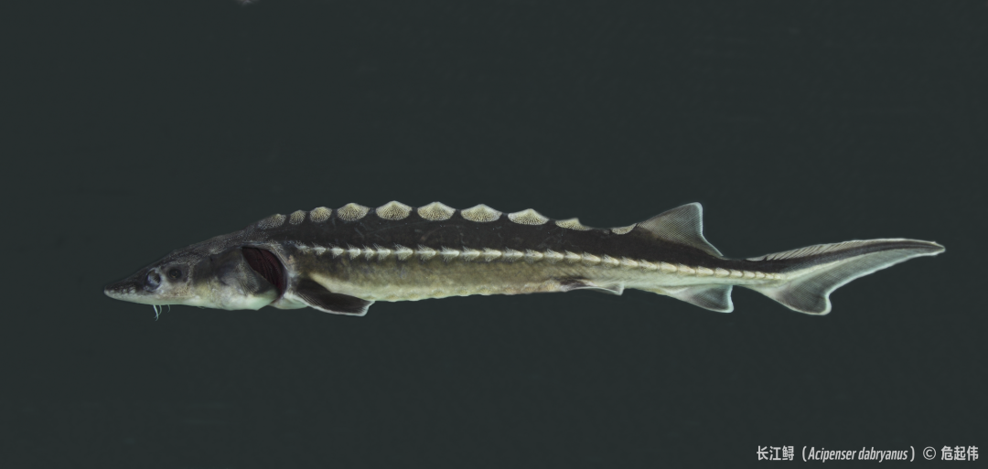 悲伤！长江白鲟被正式宣布灭绝休闲区蓝鸢梦想 - Www.slyday.coM