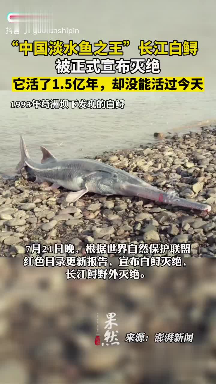 中国淡水鱼之王长江白鲟被正式宣布灭绝