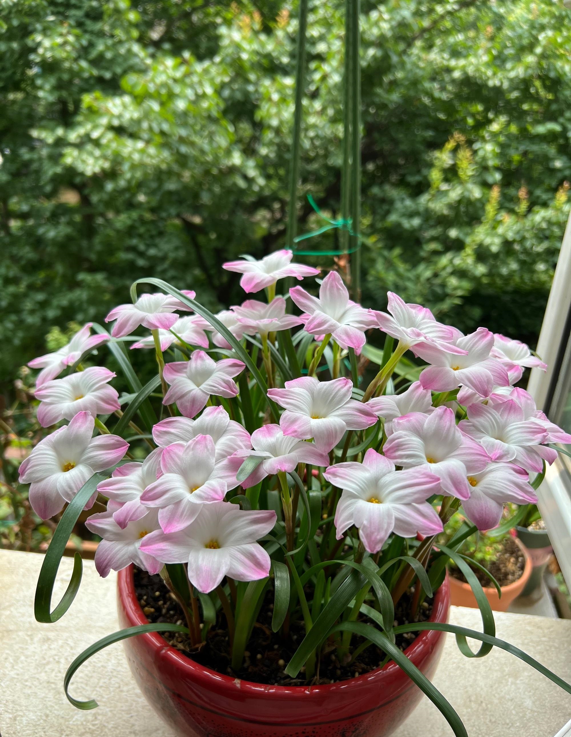 耐热耐晒,夏季也爆花,好看又好养|风雨兰|植物|盆栽_新浪新闻