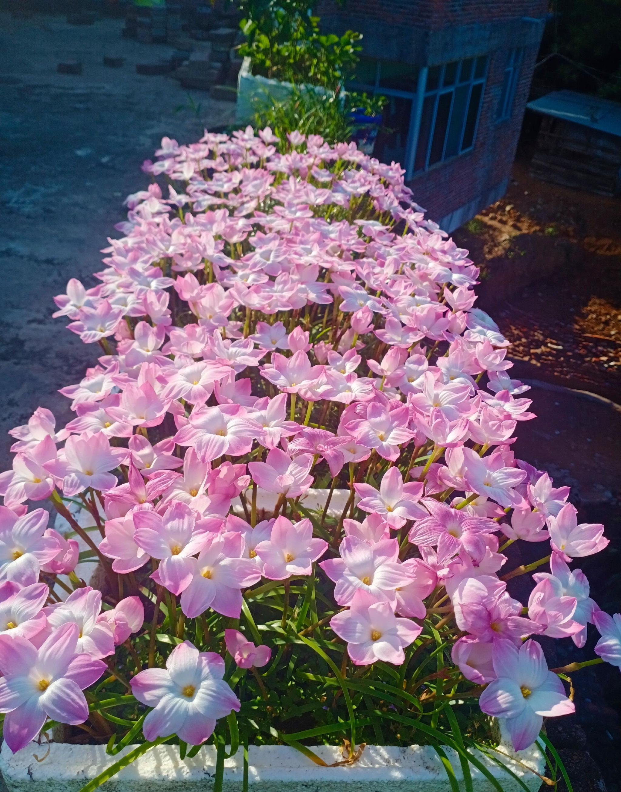 夏天的观花"主力"—风雨兰,耐热耐晒,夏季也爆花,好看又好养|风雨兰