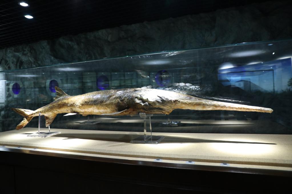 长江白鲟被认定灭绝|长江_新浪财经_新浪网