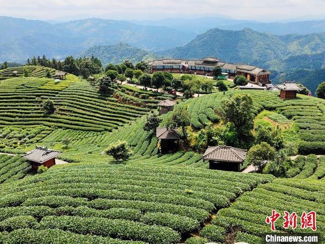 图为广西三江侗族自治县八江镇布央村生态茶园美景. 黄艳梅 摄